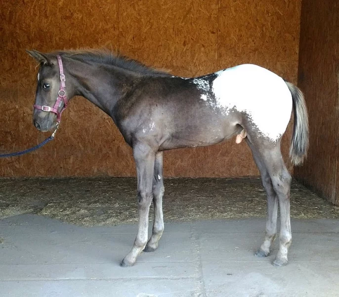 APPALOOSA hřebeček