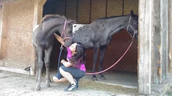 APPALOOSA hřebeček