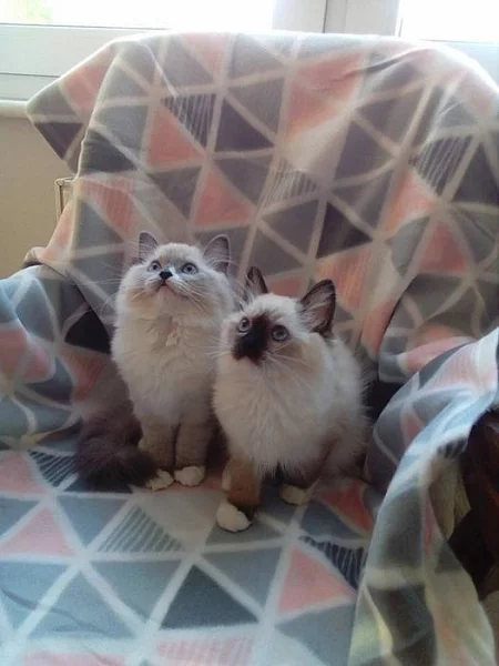 Kotě Ragdoll
