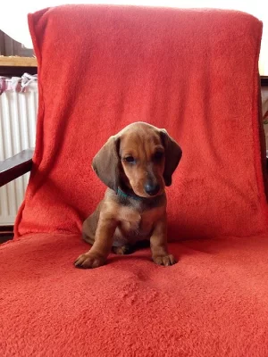 Prodám štěňata hladkosrstého jezevčíka standard s PP