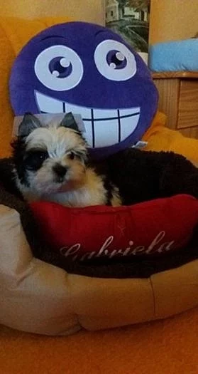 Prodám štěňata Biewera s PP