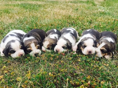 Prodám štěňata Beagle