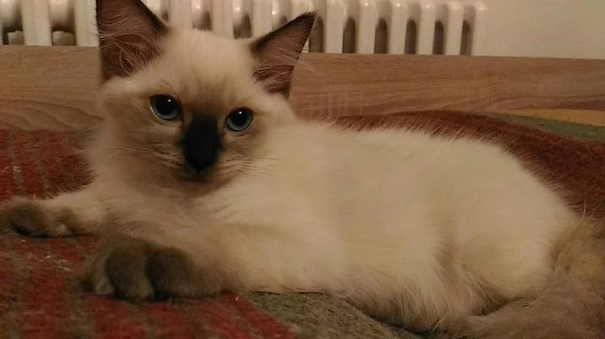 Ragdolka.