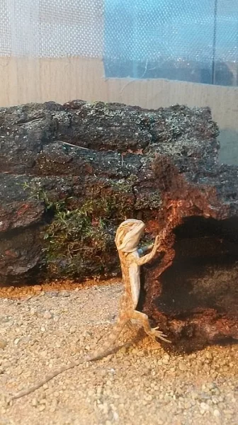 Koupím vajíčka ještěrů, prodám Bazilišky a Agamy
