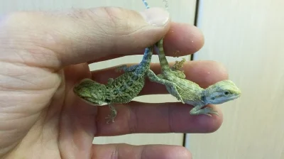 Koupím vajíčka ještěrů, prodám Bazilišky a Agamy