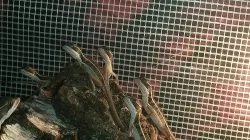 Koupím vajíčka ještěrů, prodám Bazilišky a Agamy