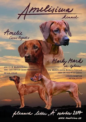 Rhodéský ridgeback - štěňátka s PP