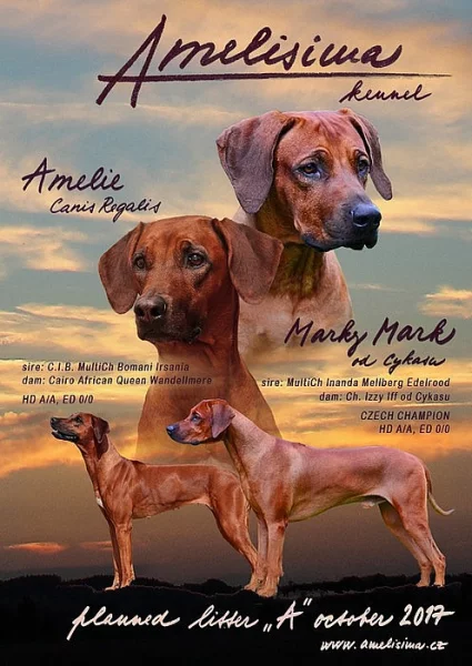 Rhodéský ridgeback - štěňátka s PP
