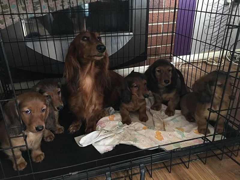 2 ZKONTROLUJTE ZDRAVÉ ŠTĚŇÁTKY DACHSHUND