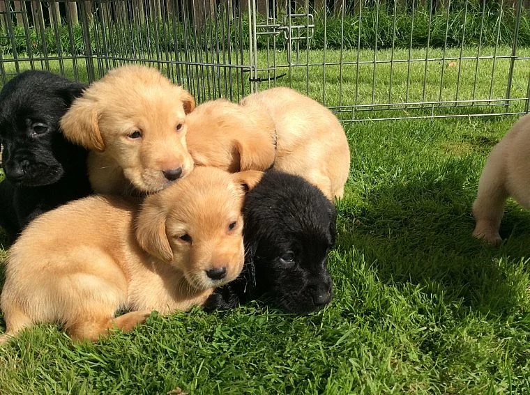 MINIATURE LABRADOODLES PUPS RED / CHAMPAGNE