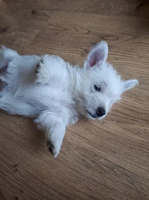 STRONG ZDRAVÉ ZÁPADNÍ HIGHLAND TERRIER PUPS