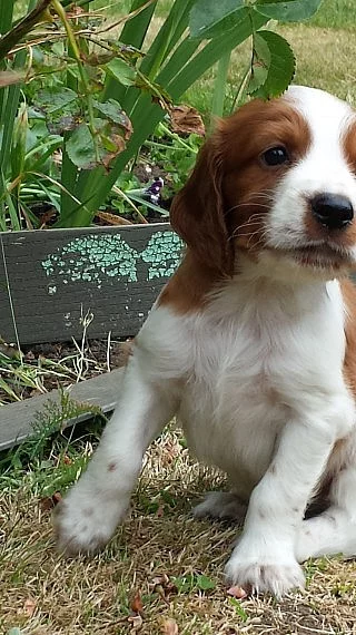 welsh springer štěňata k dispozici