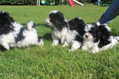 2 muži 1 ženská štěňata lodí