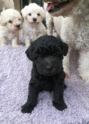 schnoodle štěňátka krásná a roztomilá připravená