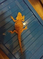 Agama Vousatá Import SR samec