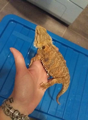 Agama Vousatá Import SR samec