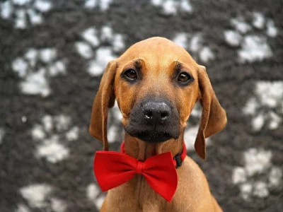 Rhodéský ridgeback