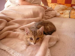 Sibiřská kočka - kotata