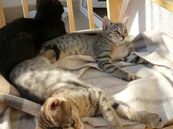 Sibiřská kočka - kotata