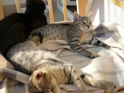 Sibiřská kočka - kotata