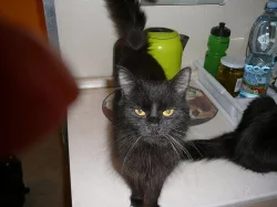 Sibiřská kočka - kotata