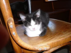 Sibiřská kočka - kotata