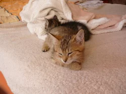 Sibiřská kočka - kotata