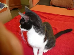 Sibiřská kočka - kotata