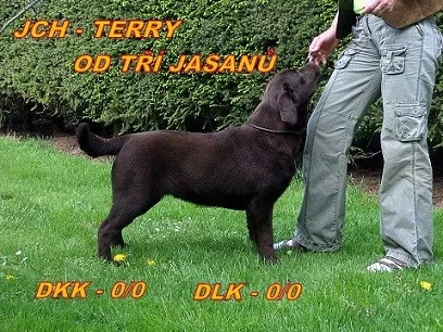 Čokoládový labrador