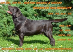 Čokoládový labrador