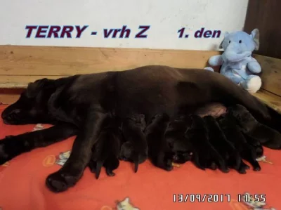 Čokoládový labrador