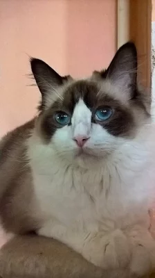 Koťátka Ragdol bez PP