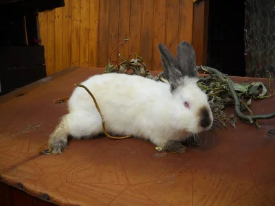 Kalifornský králík