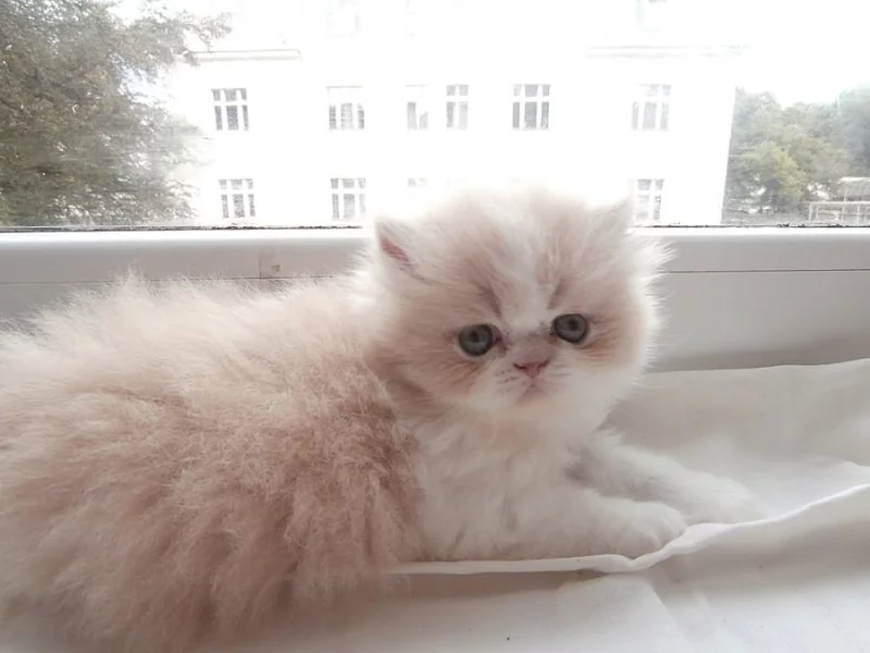 Perský kocourek s PP prodám.