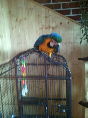 K prodeji půlroční samec Ara ararauna