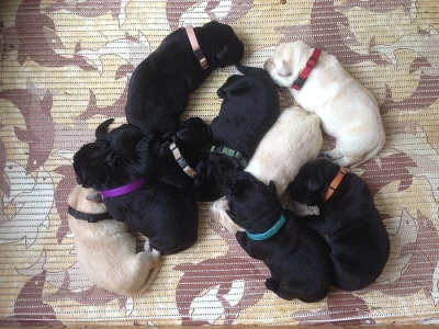 Labradorský retrívr štěňata s PP