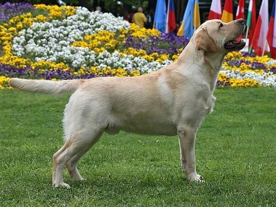 Labradorský retrívr štěňata s PP