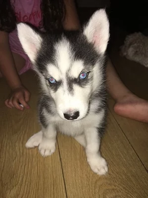 Akci registrovali sibiřské husky štěňata