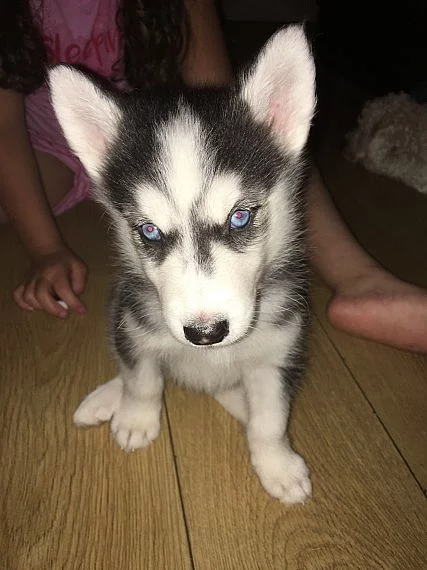 Akci registrovali sibiřské husky štěňata