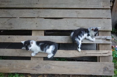 Koťátka ihned k odběru