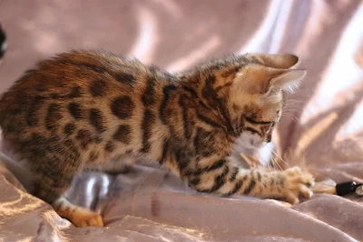 TICA registrované bengálské koťátka k dispozici -