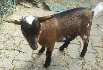 Holandská zakrslá koza - kozička s ověřeným původem