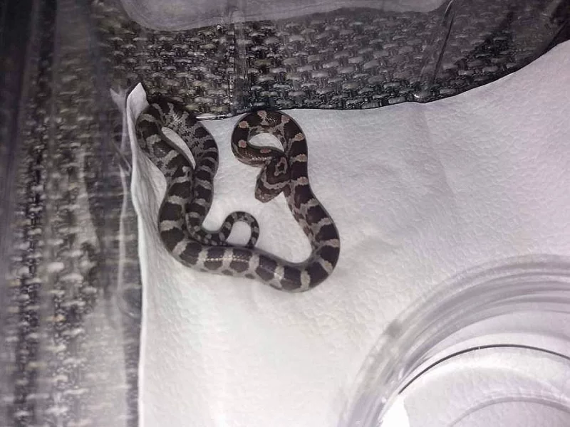 Prodám mlaďata užovky červené