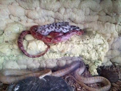 Prodám parek užovek červených