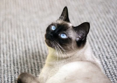 Thajská koťátka s PP ( Siamská )