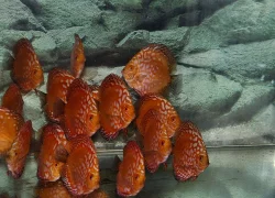Prodám terčovce