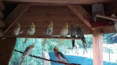 Prodám letošní korely