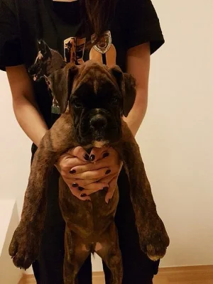 Nemecký boxer s PP
