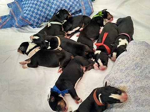 Appenzellský Salašnický pes s PP