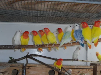 AGAPORNIS RŮŽOHRDLÝ OPALÍN